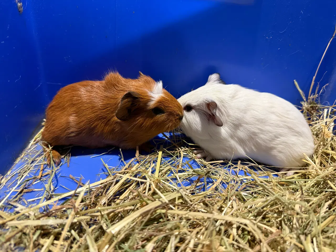 Billede 1 - Marsvin piger