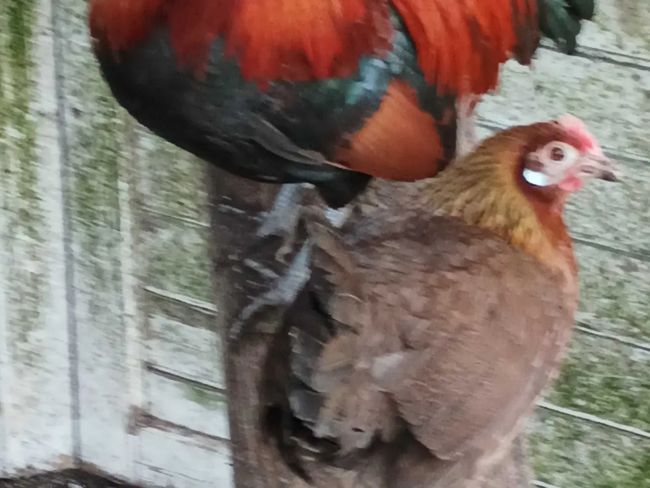 Billede 3 - Gamle danske landhøns dværg 