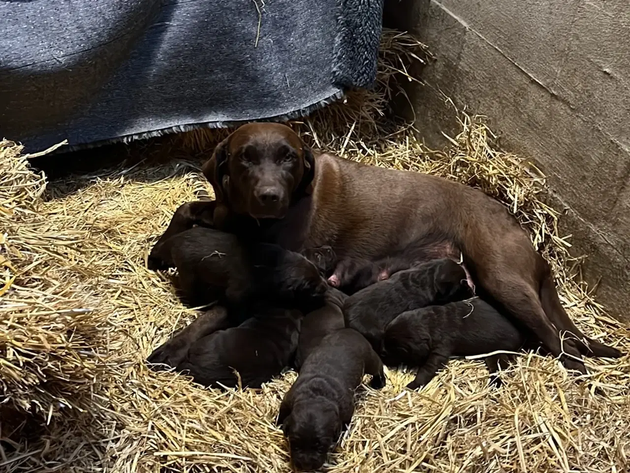 Billede 1 - Skønne brune labradorhvalpe sælges - 5 uger