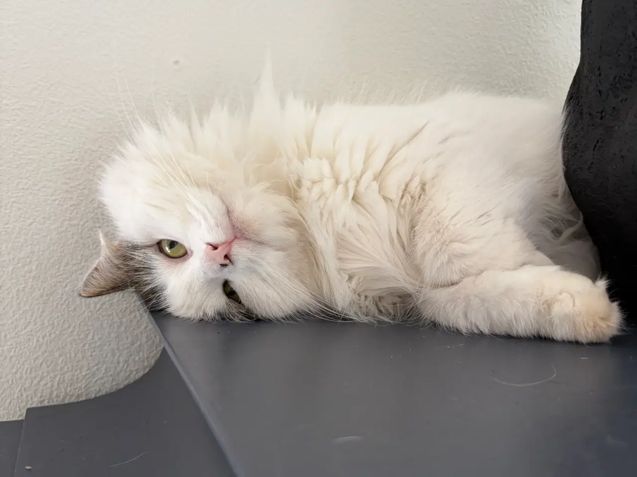 Billede 4 - Hun kat søger nyt hjem