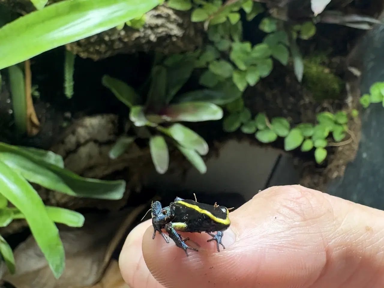 Billede 2 - Phyllobates aurotaenia gul