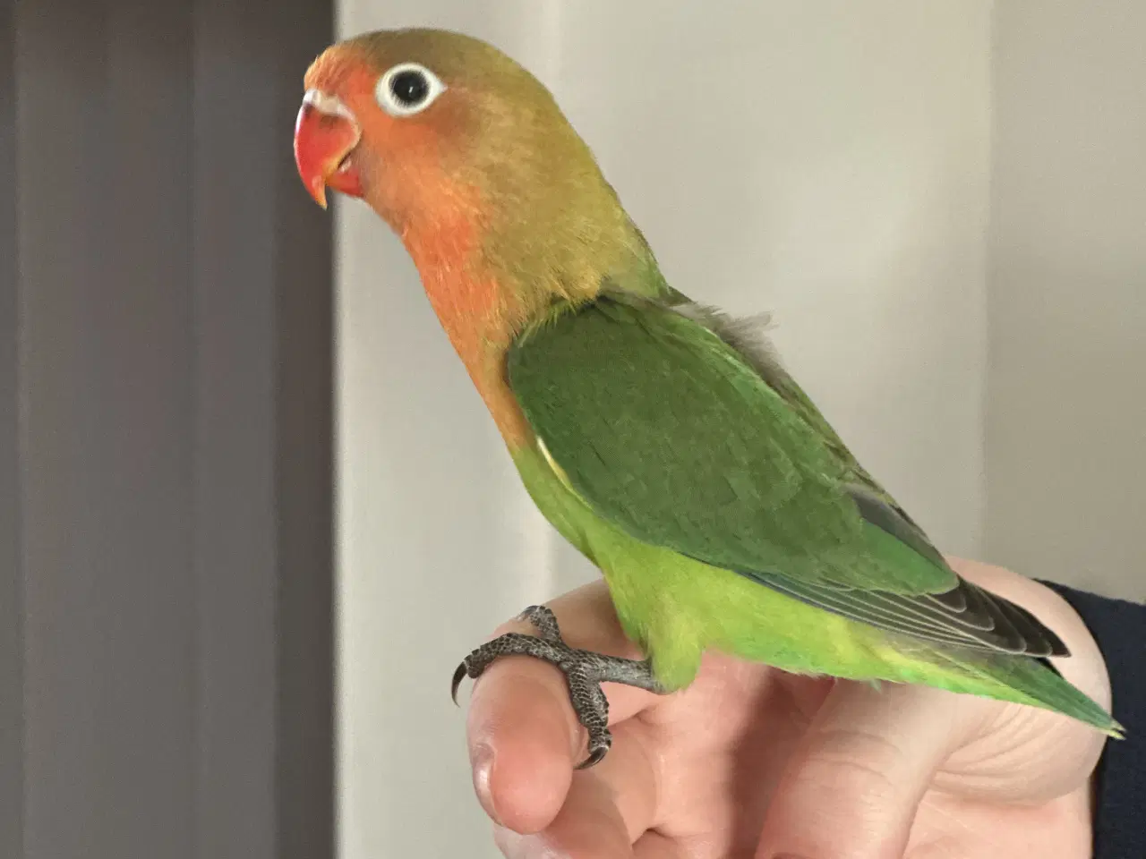 Billede 4 - Dværgpapegøjer, lovebirds