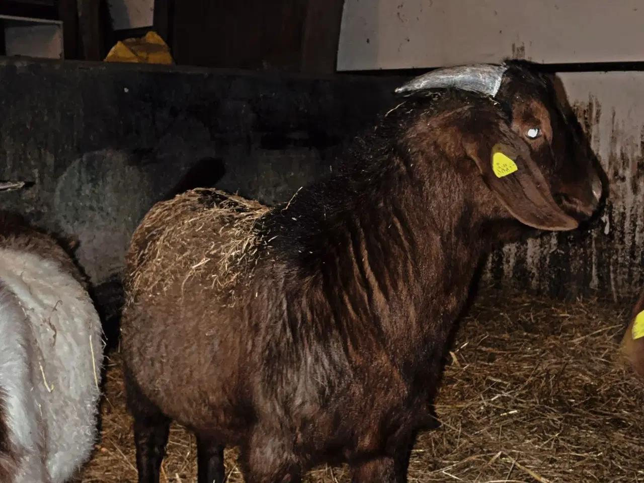 Billede 6 - Bukke Boergeder 