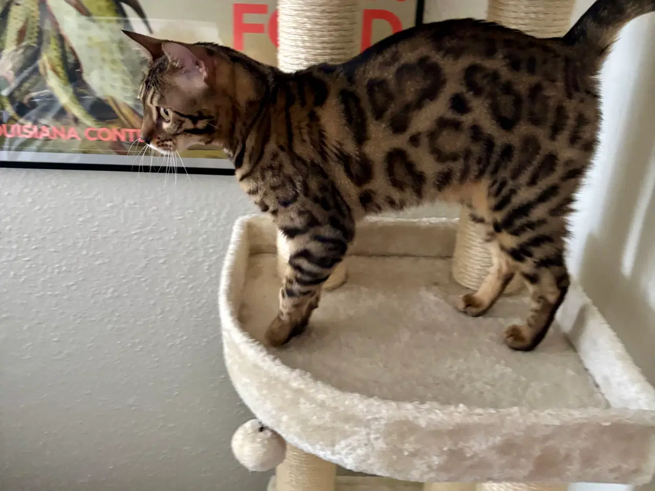 Billede 5 - Bengal kat