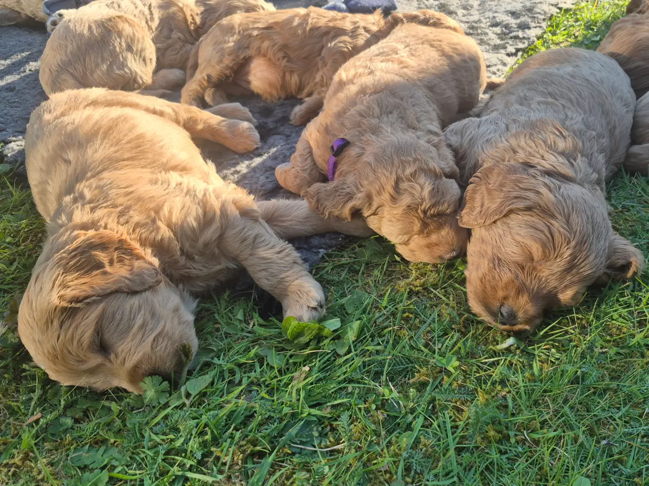 Billede 1 - Goldendoodle  hvalpe - 14-21 kg