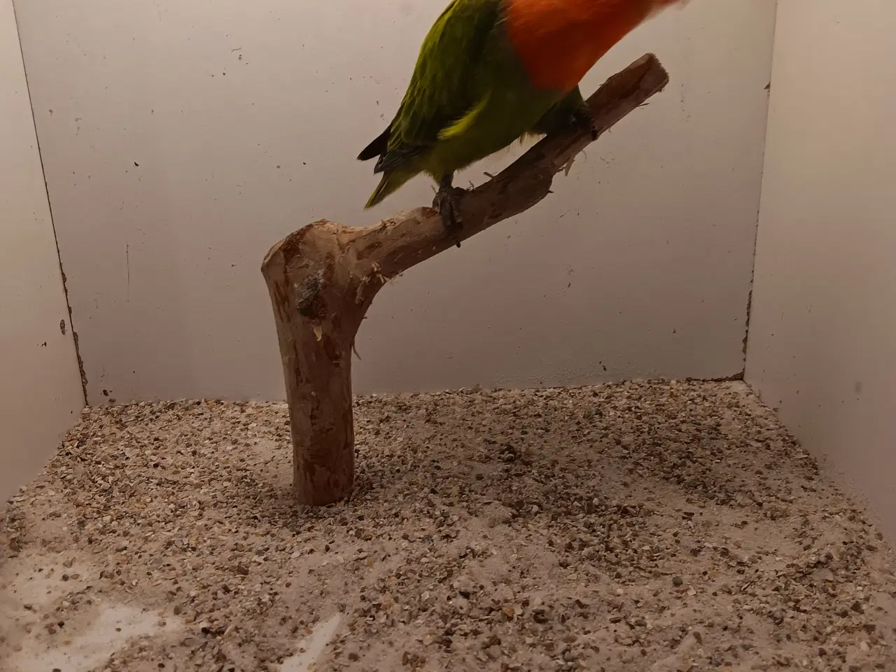 Billede 3 - Rødhovdet dværgepapegøjer opaline grønrøn