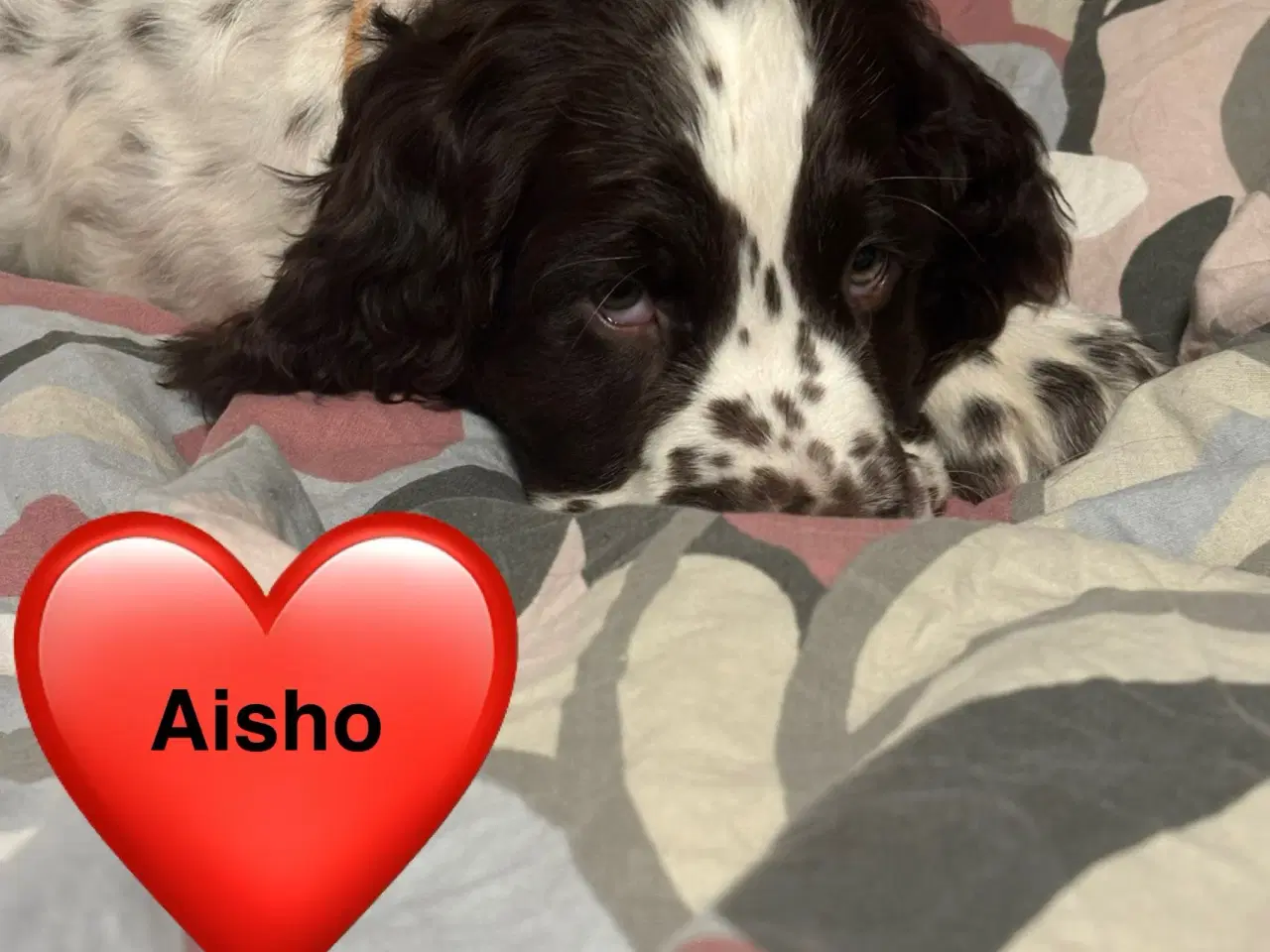 Billede 7 - DKK Stamtavle Standard Engelske Springer Spaniels