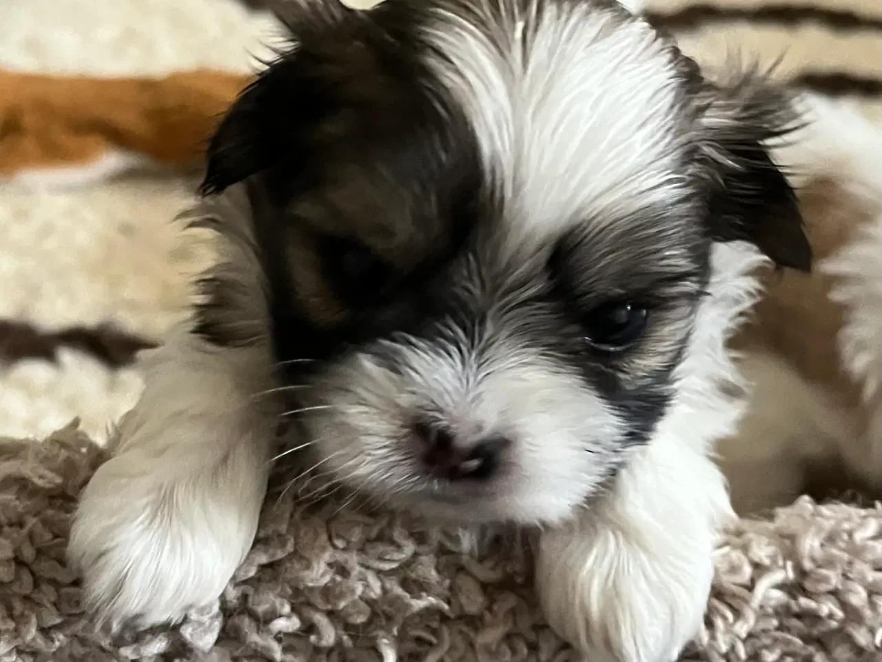 Billede 10 - Shih Tzu / Malteser Hvalpe