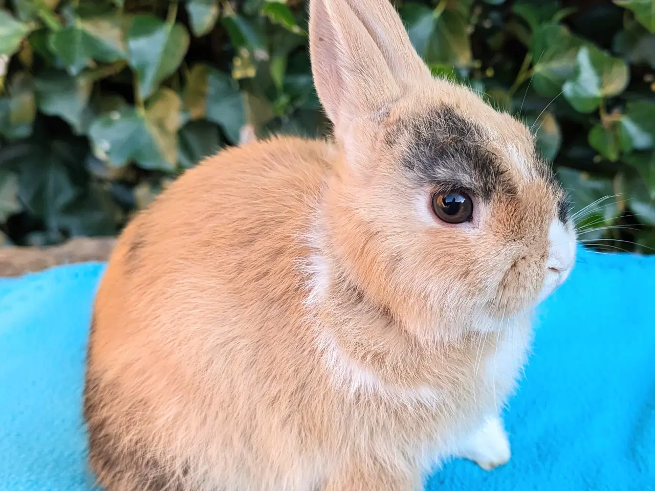 Billede 8 - Hermelin kaninunge sælges