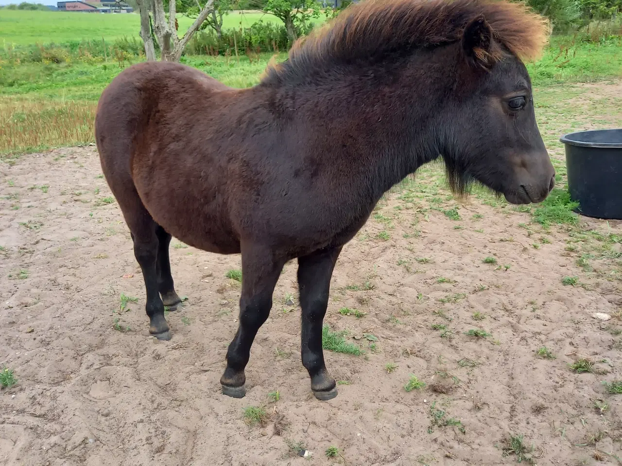 Billede 3 - 2 dejlige shetlænder føl