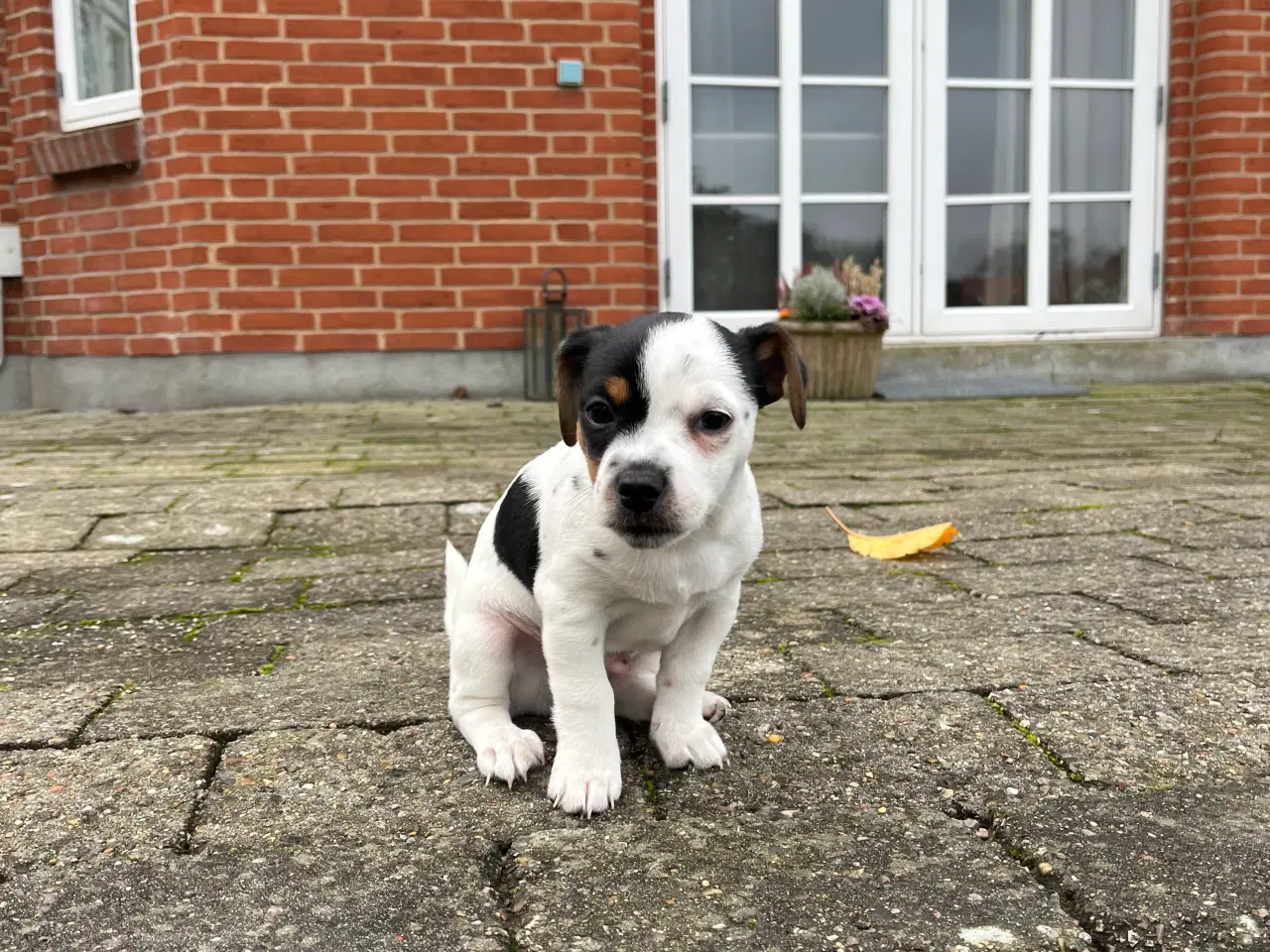 Billede 3 - Hundehvalp 