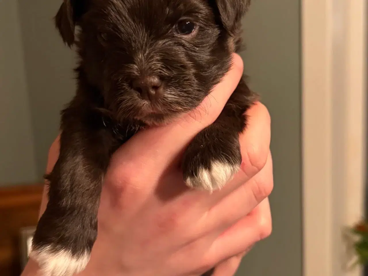 Billede 2 - Mørkebrun maltipoo hanhvalp