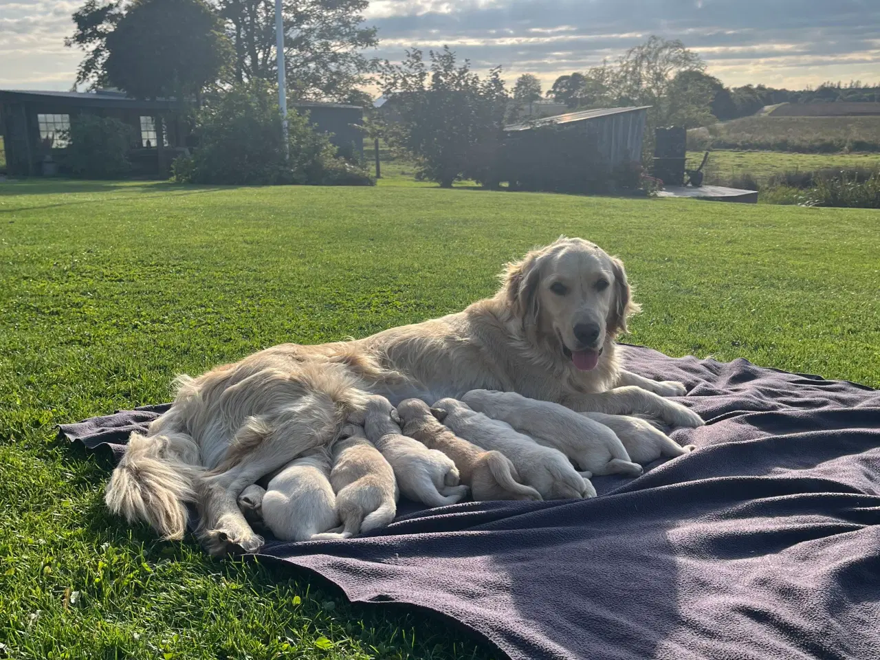 Billede 1 - Golden Retriever hvalpe