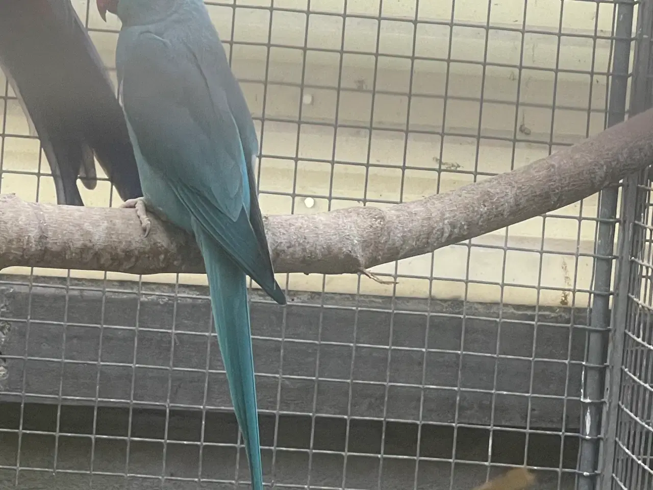 Billede 1 - Blå Alexander parakitter avlspar