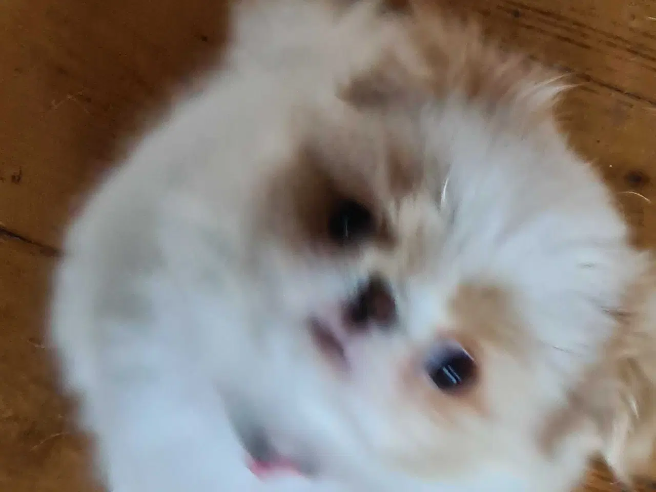 Billede 2 - Japanese chin 