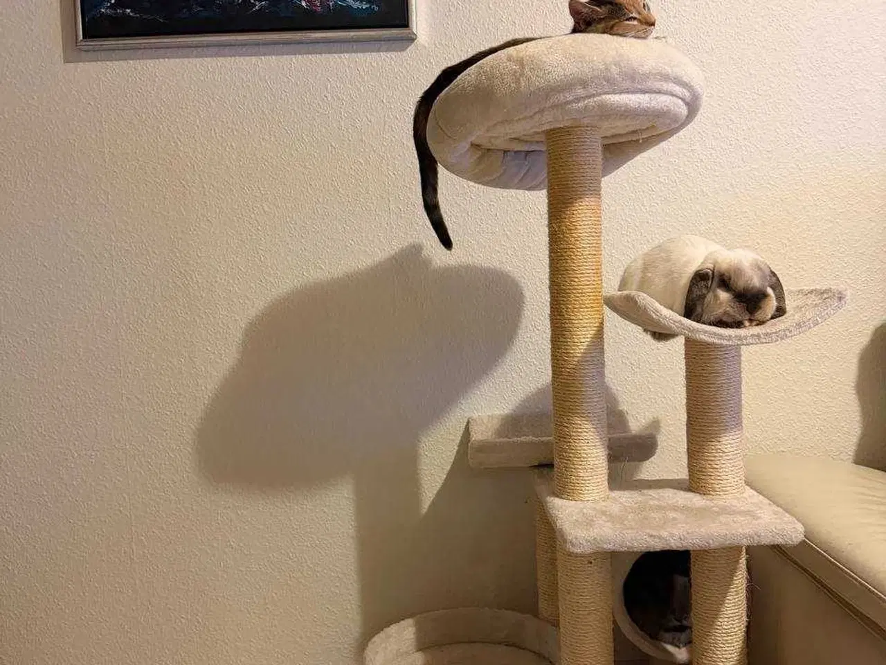 Billede 3 - Kastreret Fri-Kanin 🐇