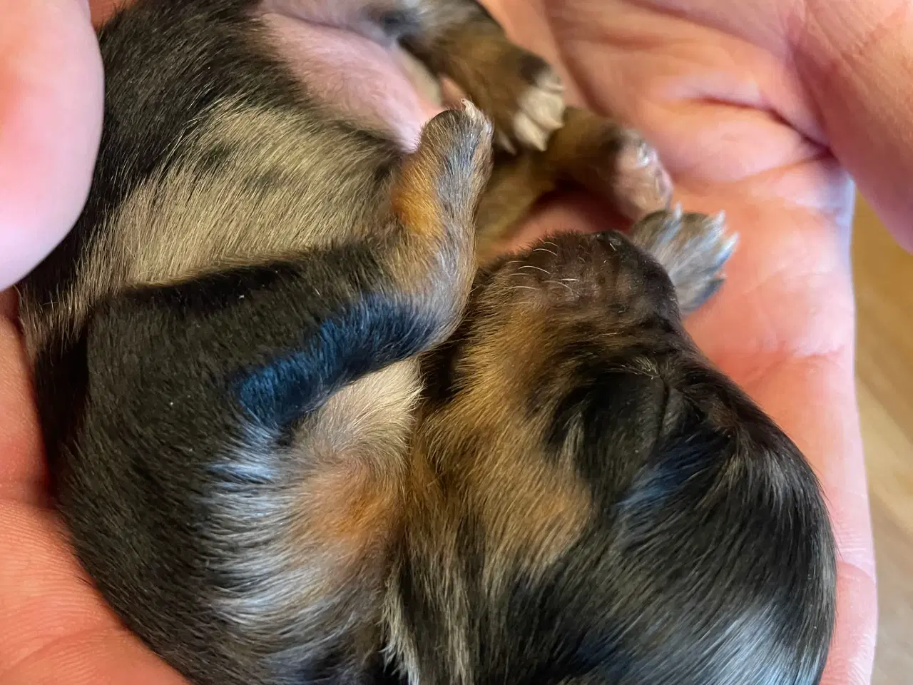 Billede 3 - Lækre Prazsky krysarik hvalpe 