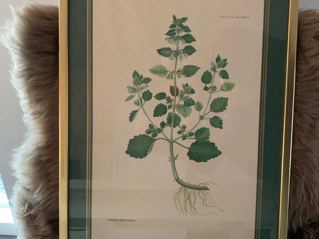 Billede 1 - Flora Danica - Tandbæger