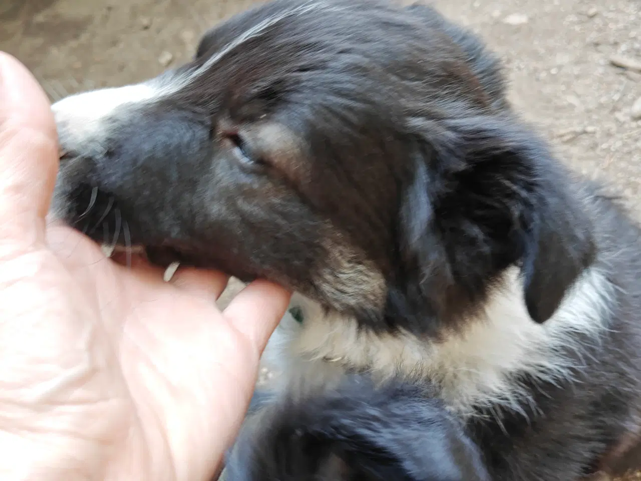 Billede 5 - Vidunderlig Border collie hvalp