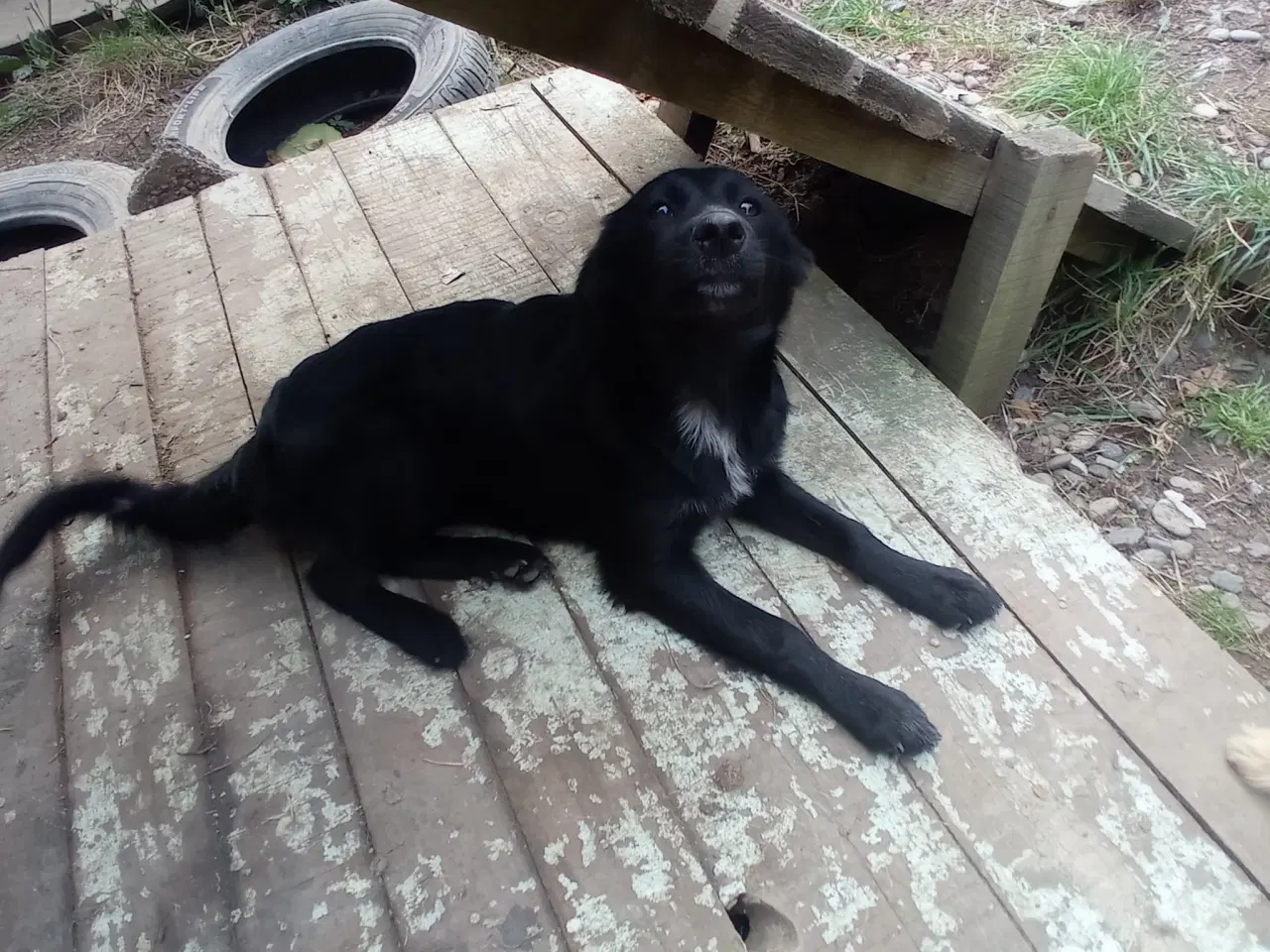 Billede 4 - Astrid -  hvalp med appetit på livet