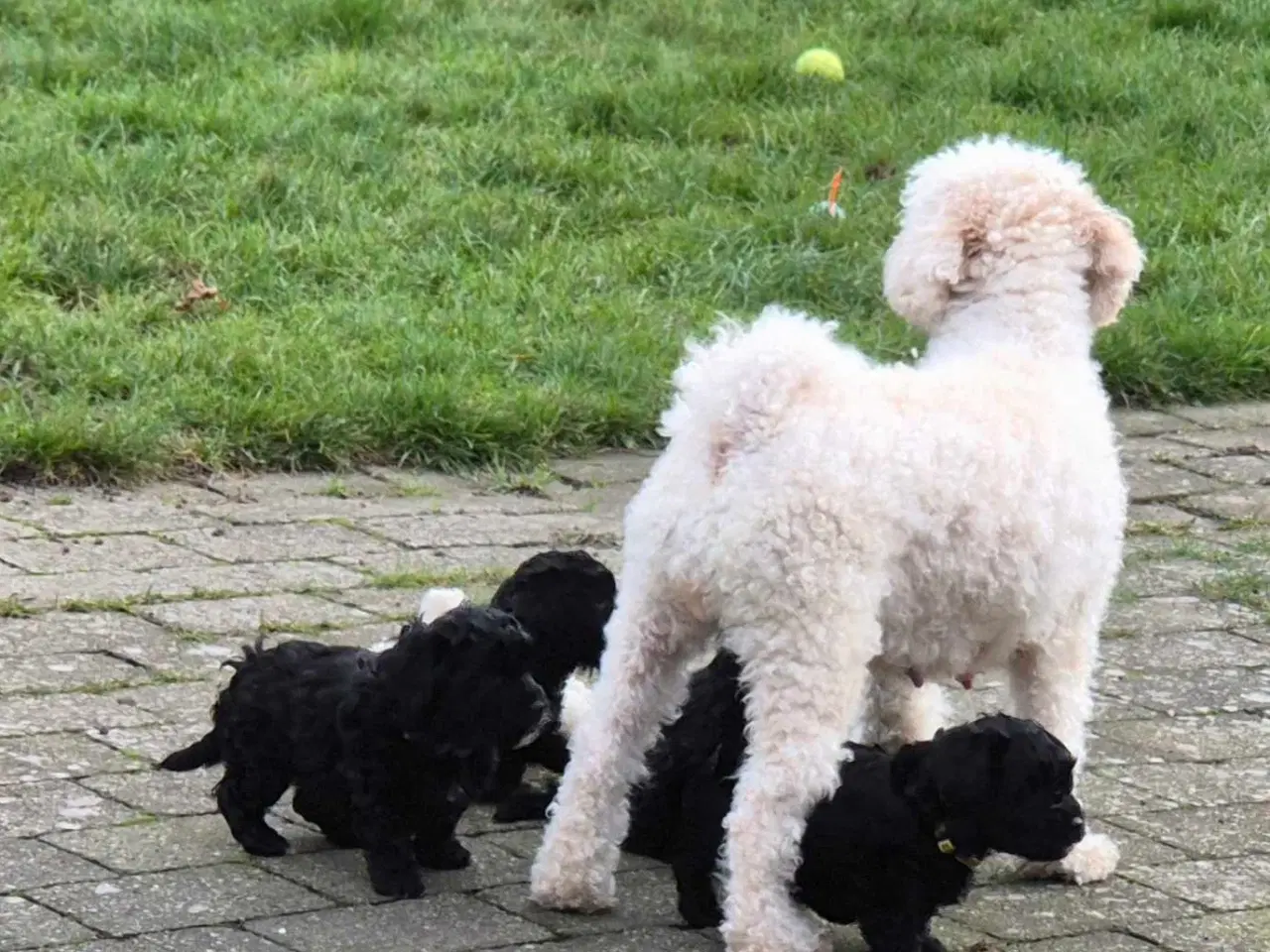 Billede 13 - Havapoo  F1-hvalpe