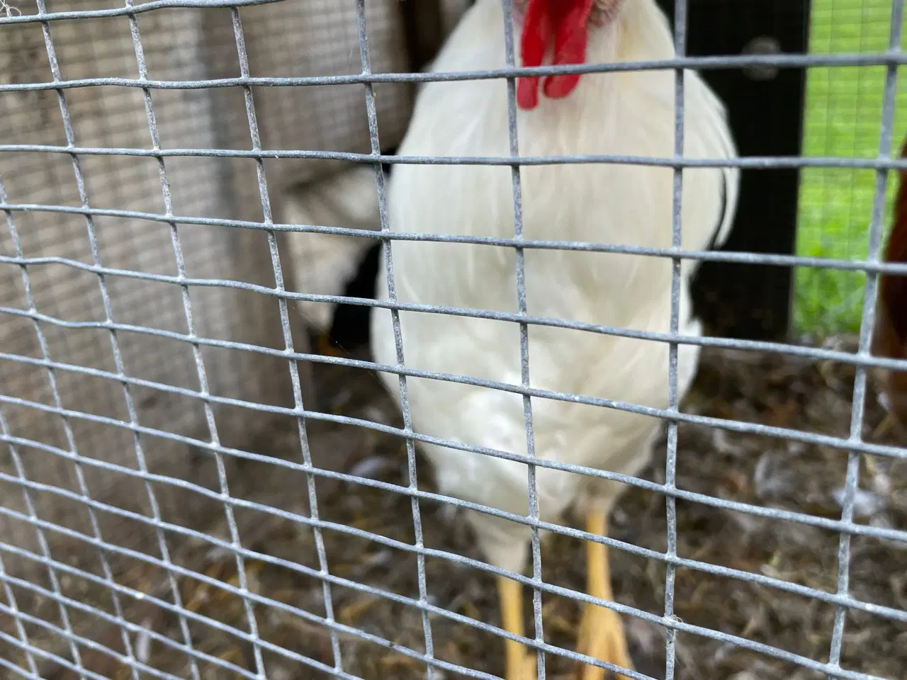 Billede 4 - Kok-kyllinger 