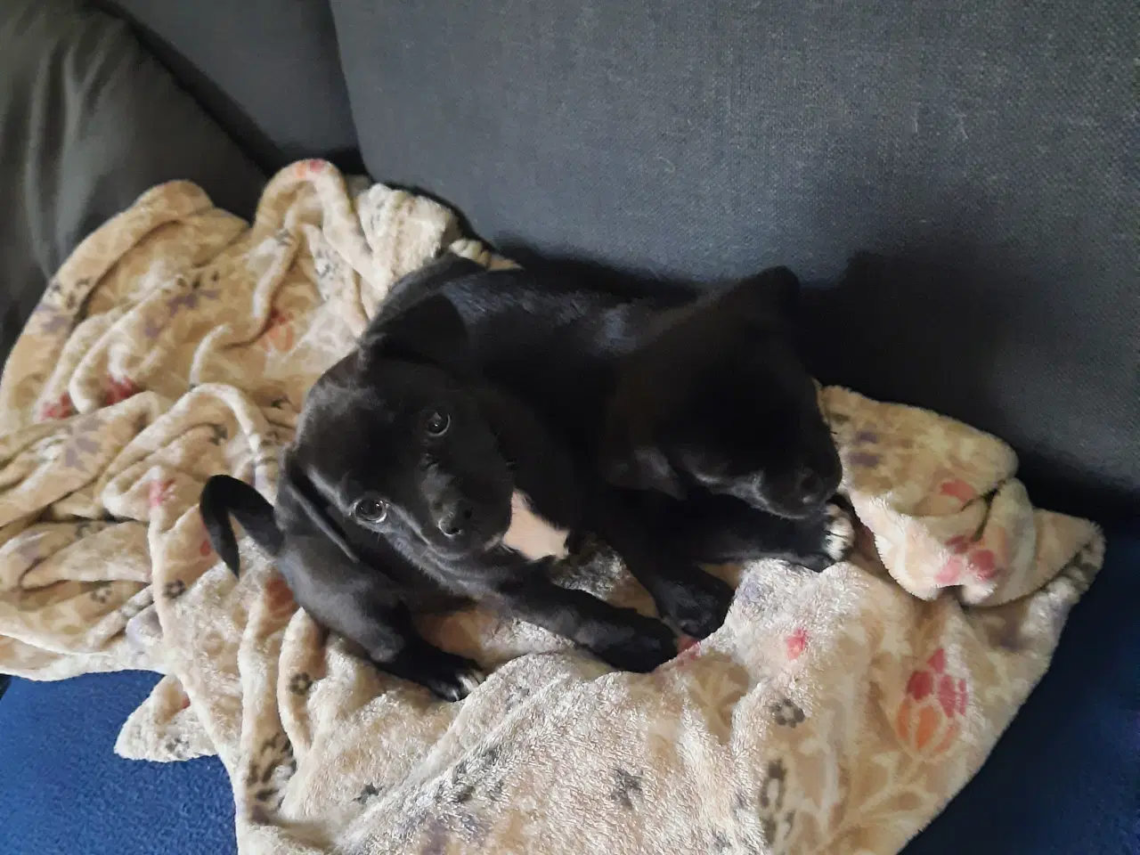 Billede 2 - Jack russel terrie og mops hvalpe 