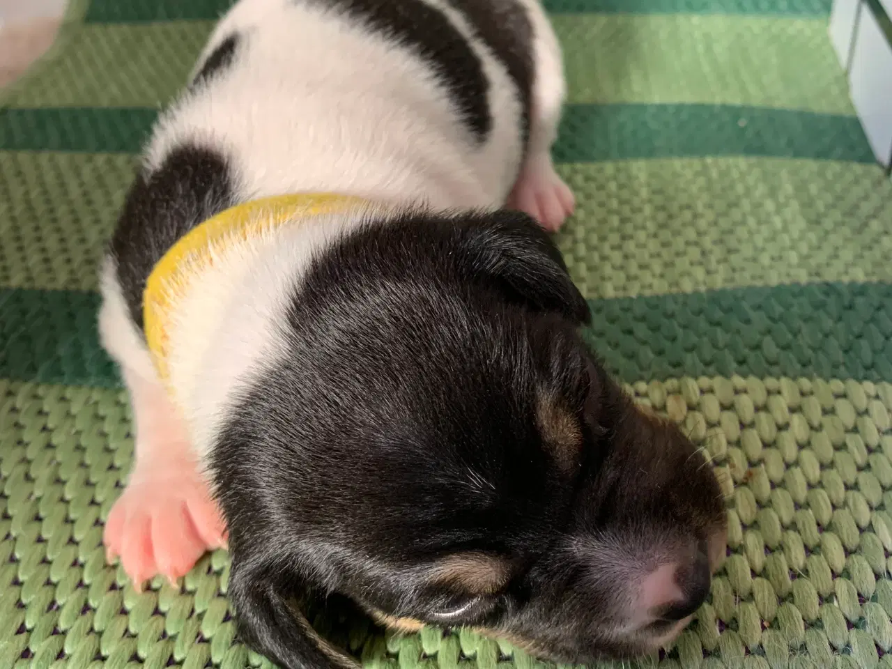 Billede 4 - Dansk svensk gårdhundehvalpe