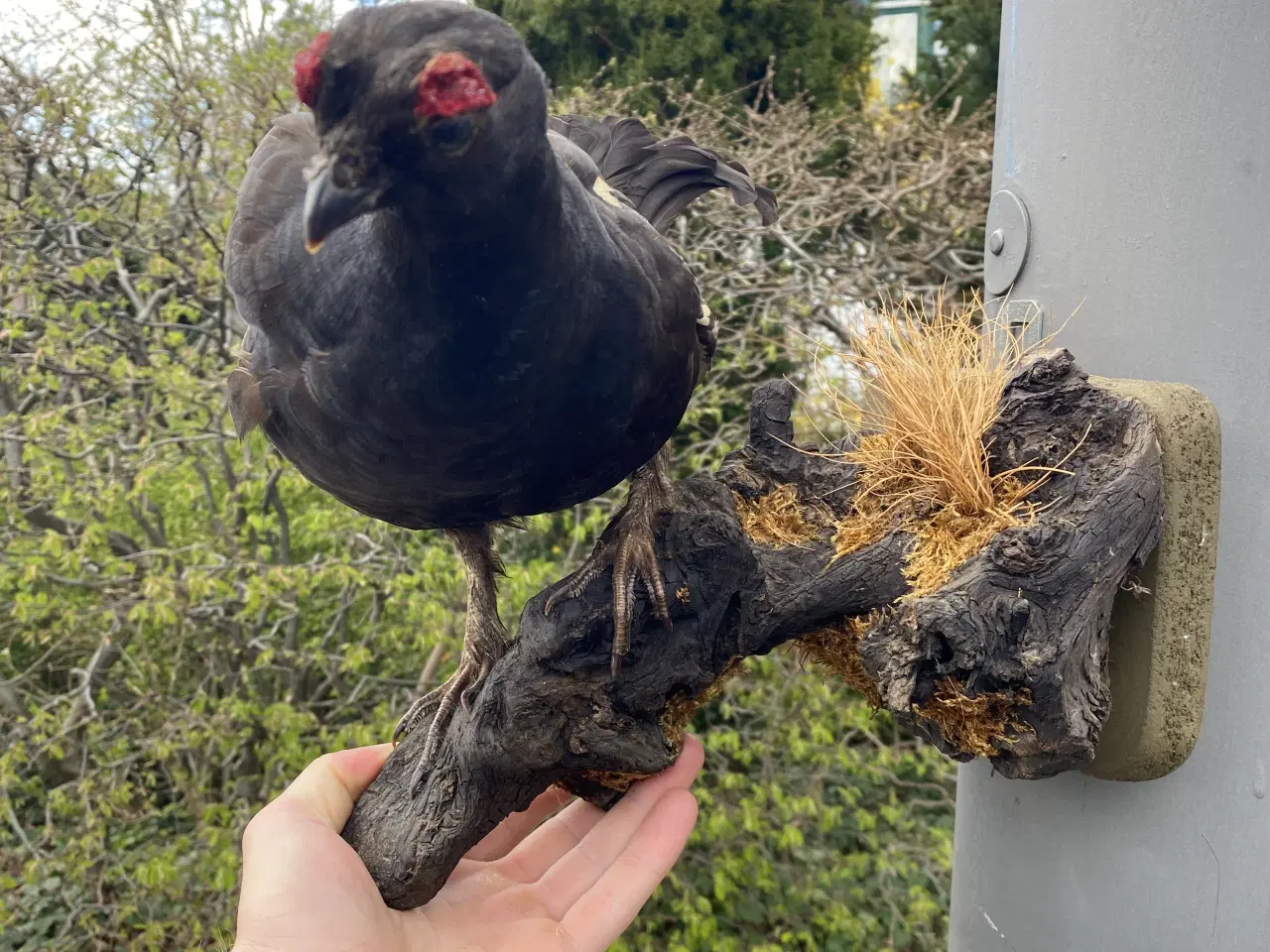 Billede 2 - Udstoppet Urhane