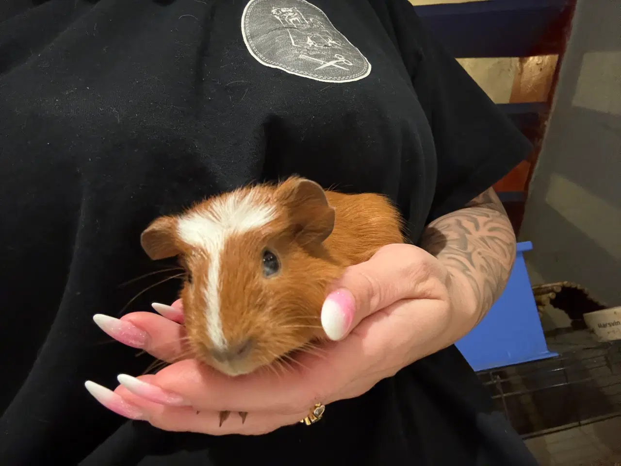 Billede 6 - Marsvin unger