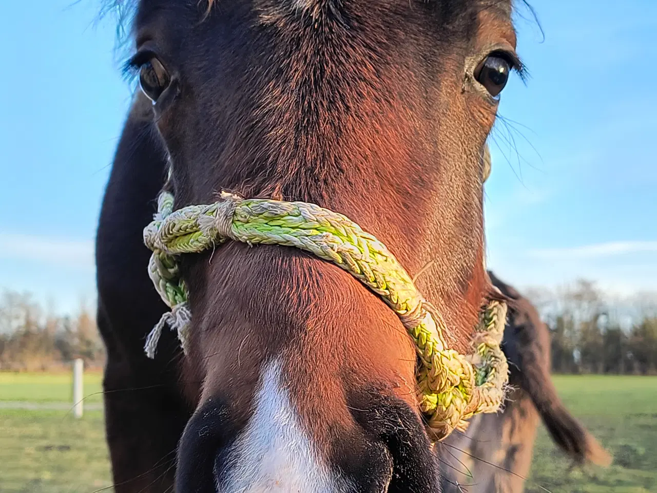 Billede 4 - New Forest hingst 