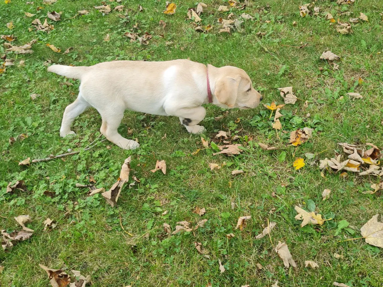 Billede 2 - Gule labrador hvalpe.