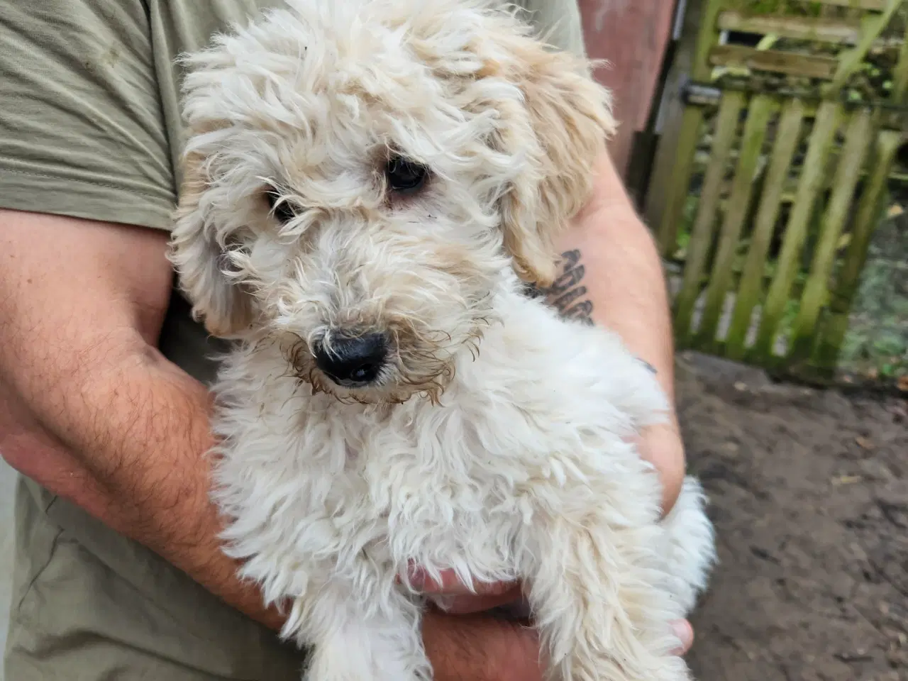 Billede 10 - Labradoodle  hvalpe 1 tæve og hanner