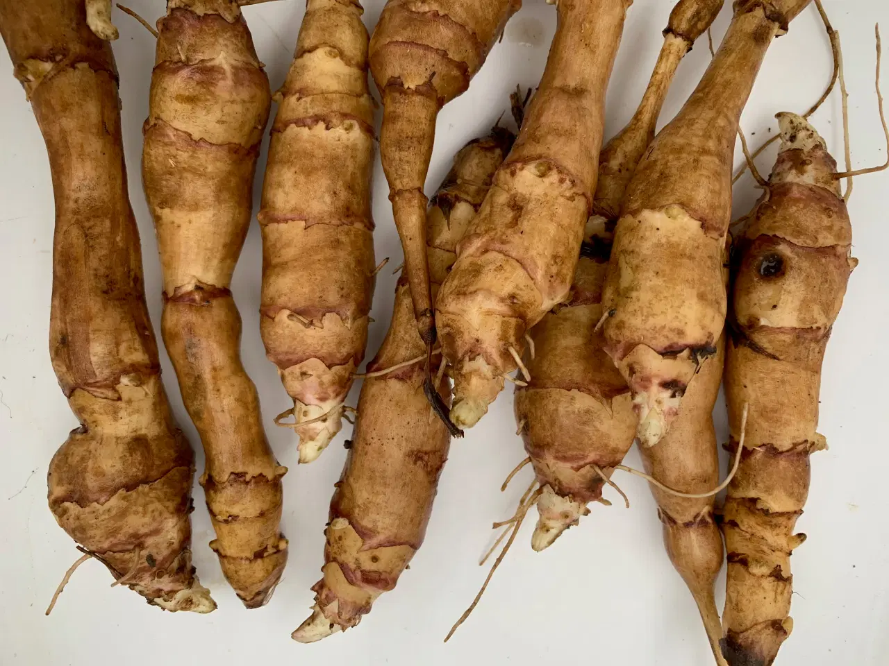 Billede 1 - Jordskokker (asparges)