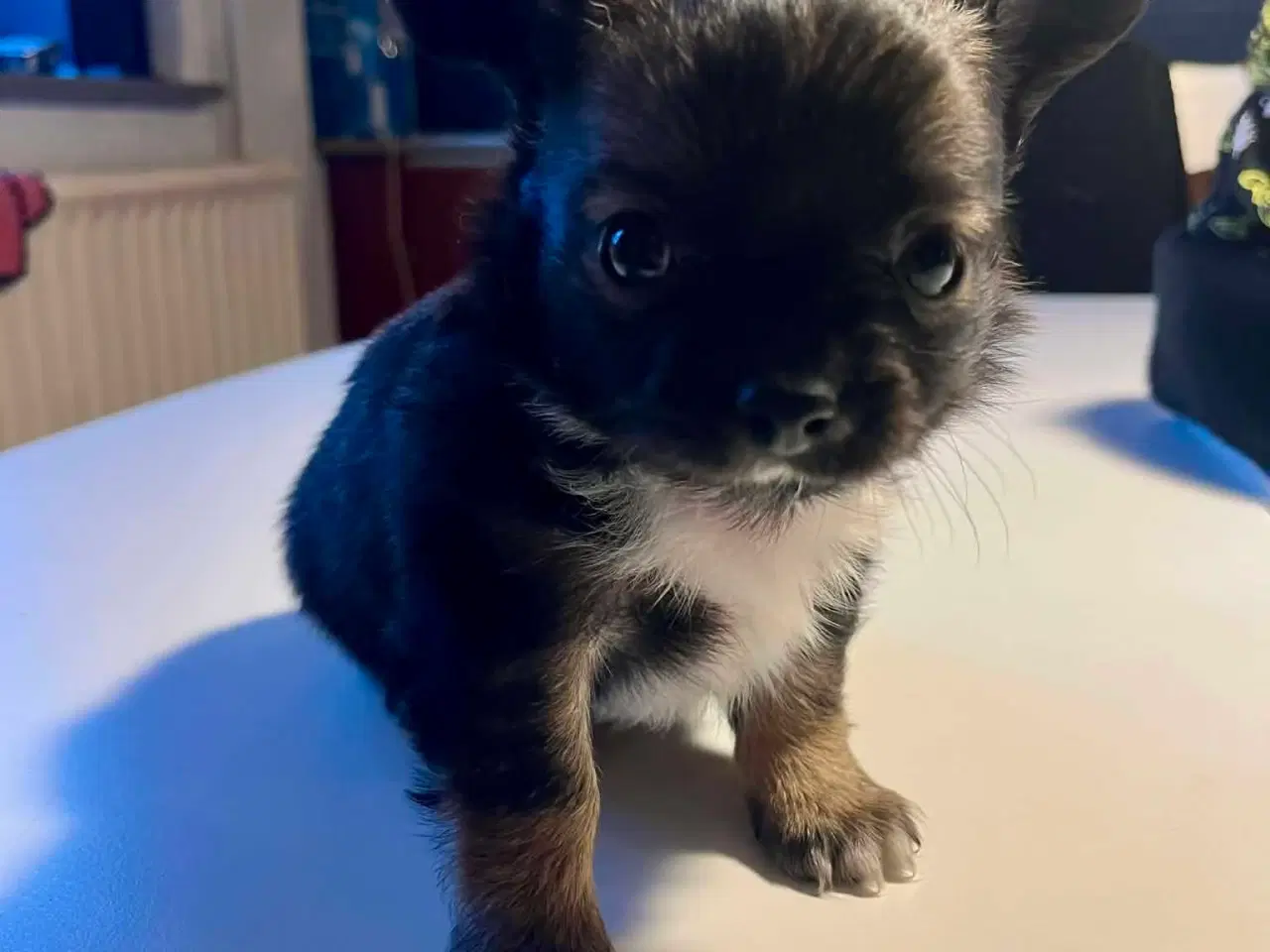 Billede 3 - Chihuahua/Papillon hvalpe