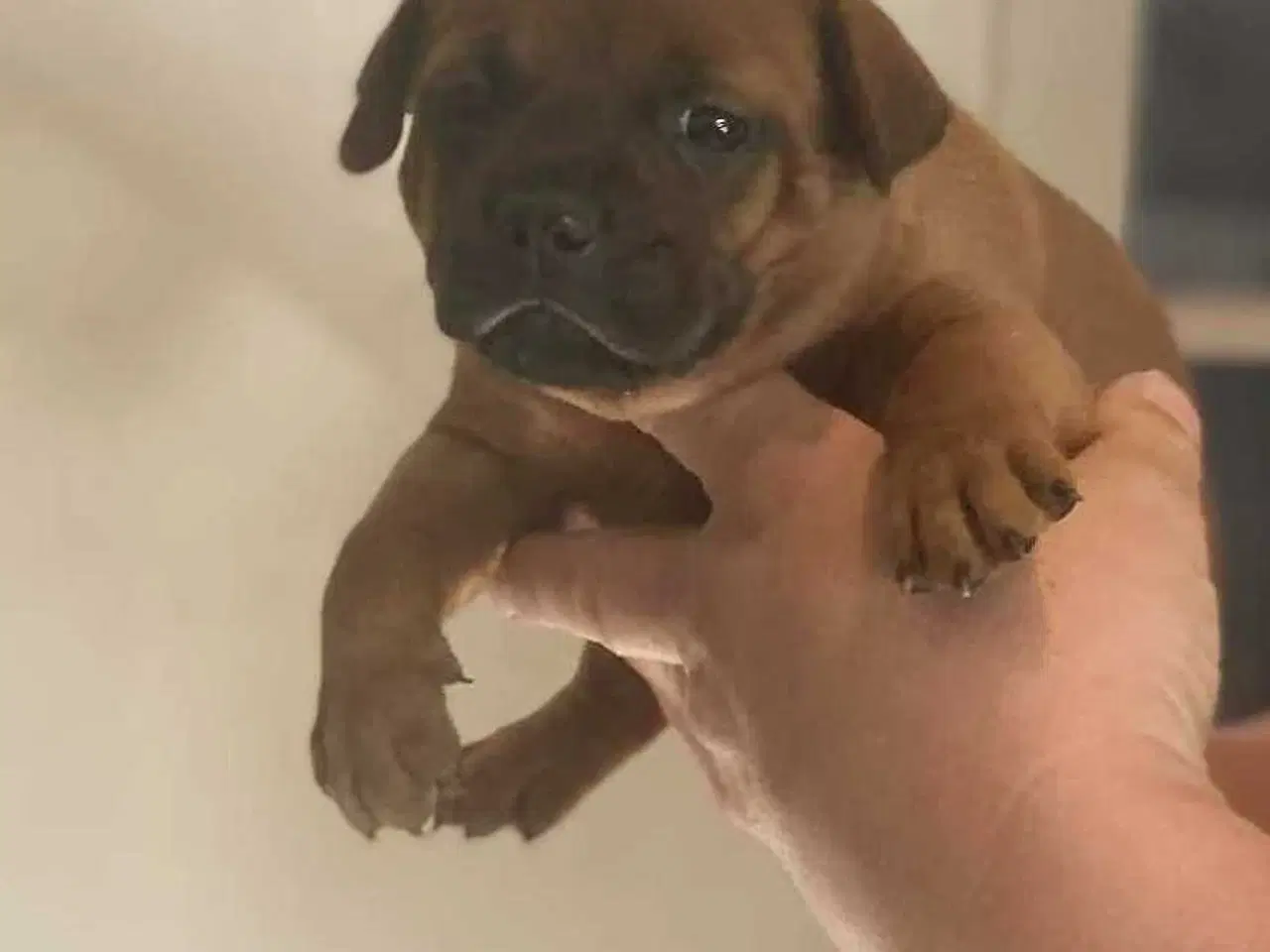 Billede 15 - Smukke Staffordshire Bull Terrier hvalpe DKK 