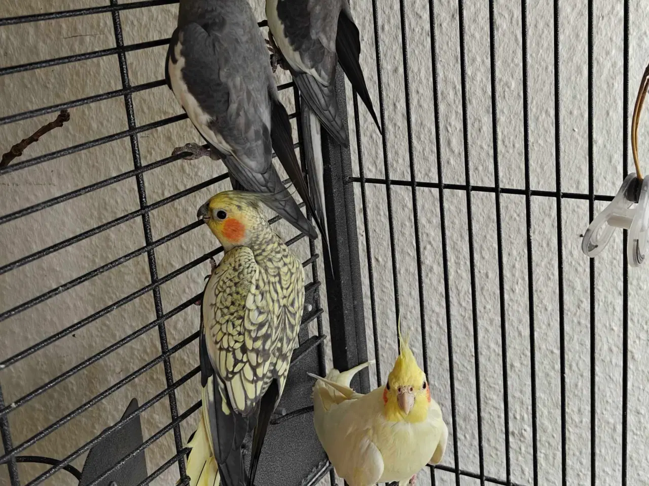 Billede 1 - Nymfeparakitter 