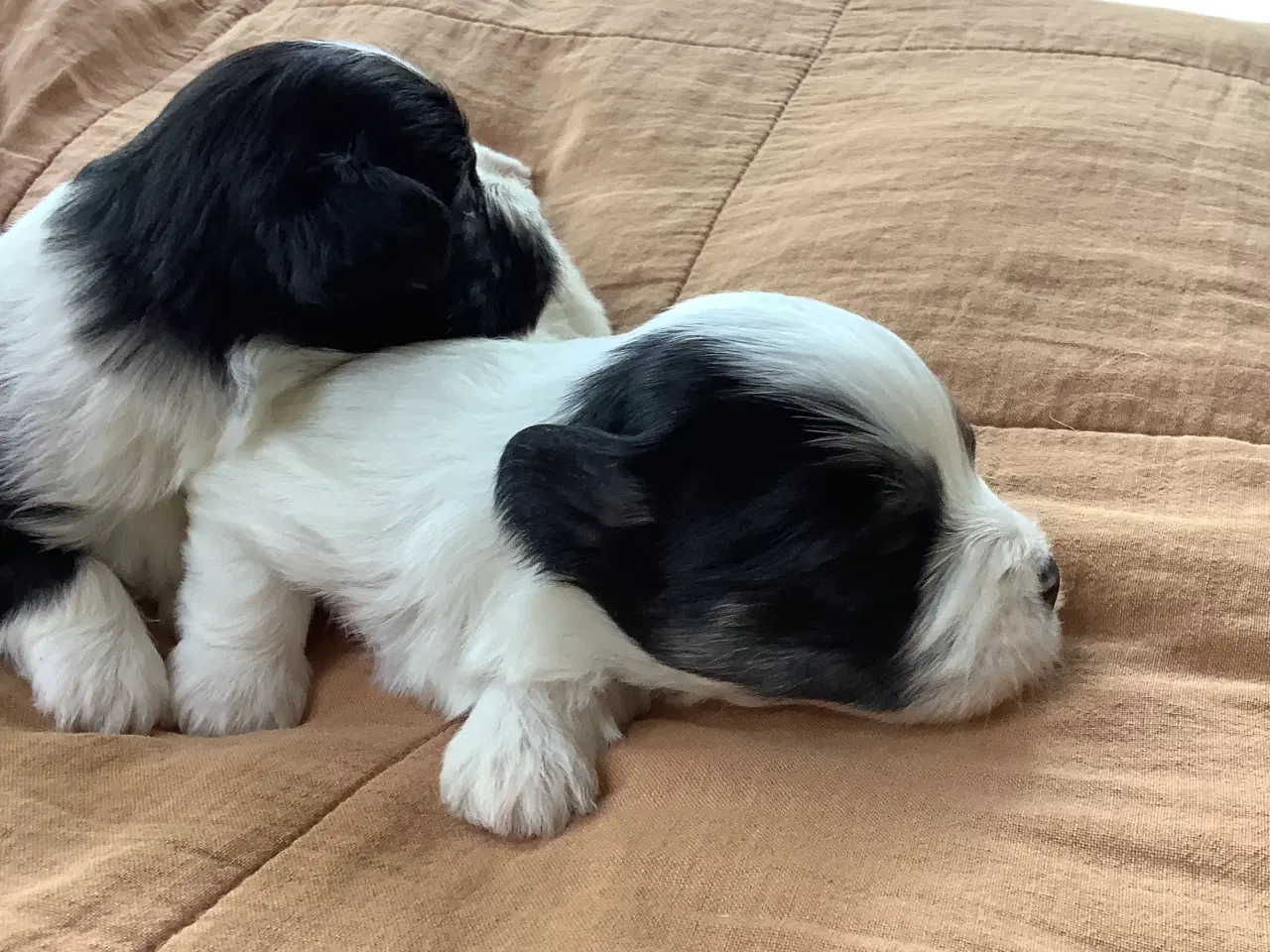 Billede 3 - Bichon havaneser 