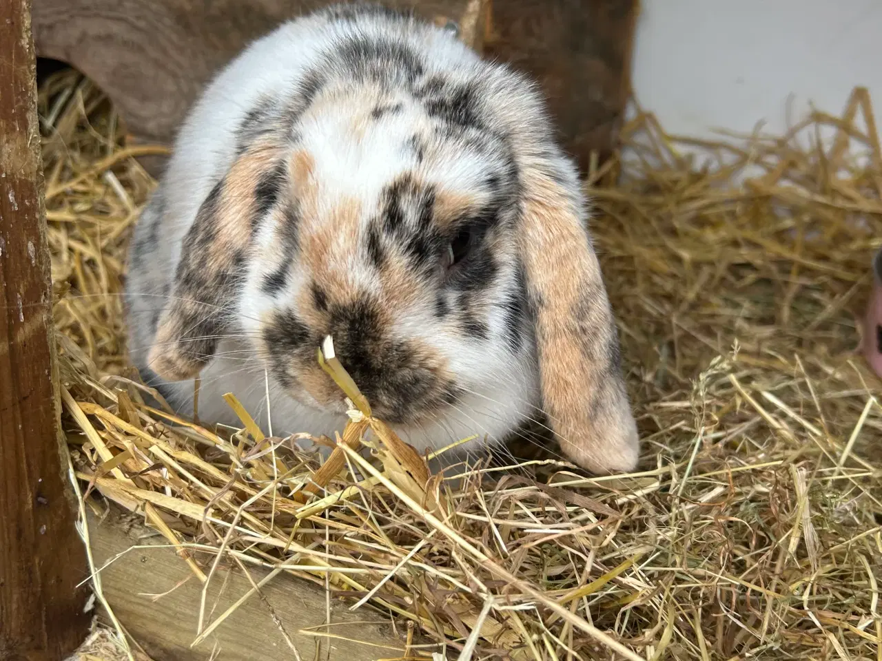 Billede 1 - Dværg Kanin