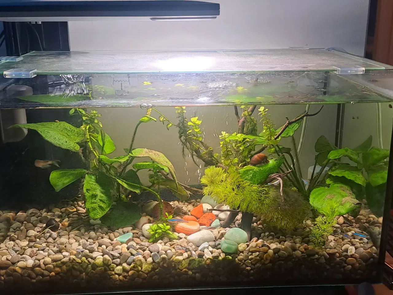 Billede 1 - Akvarium 40 litter