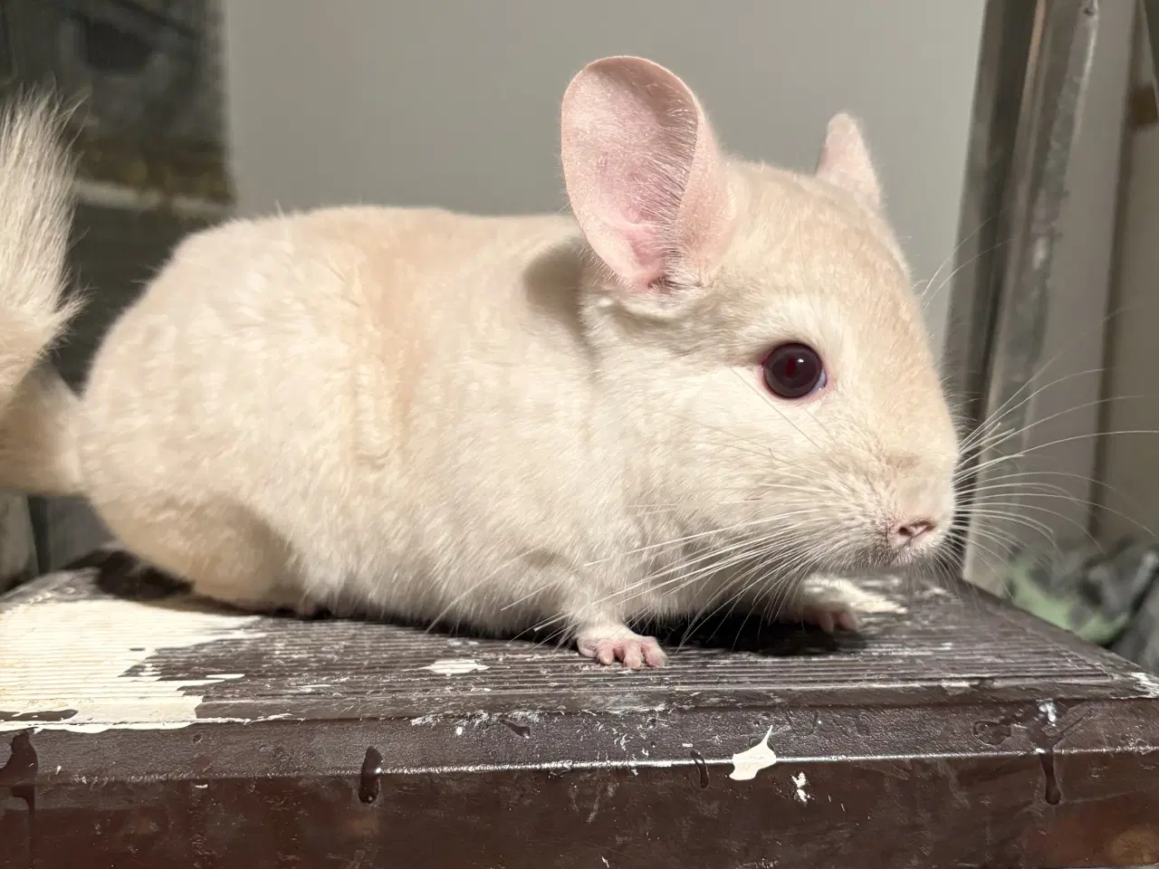 Billede 2 - HAN goldbar chinchilla