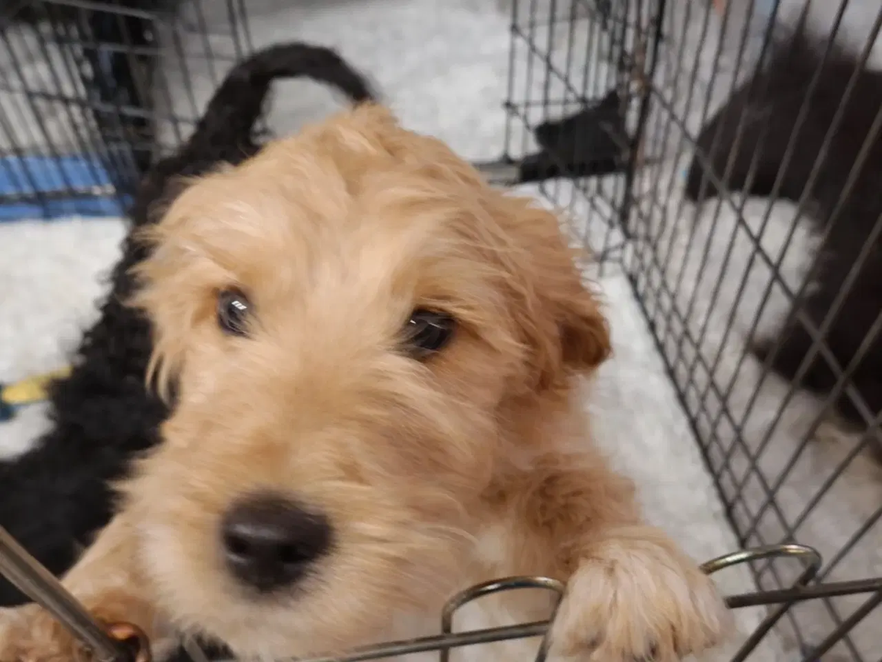 Billede 2 - Skønne Labradoodle-hvalpe