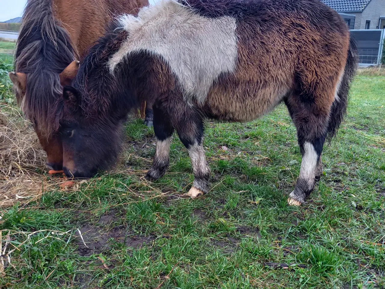 Billede 2 - Shetlænder, med rød pas