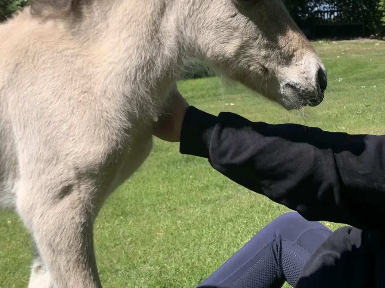 Billede 3 - Evt bytte