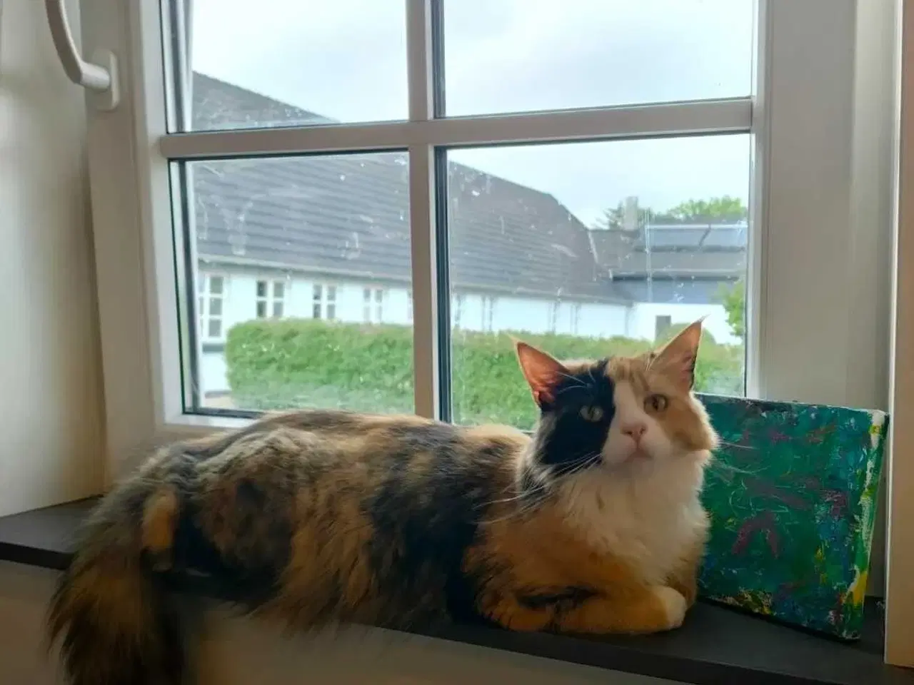 Billede 2 - Norsk Skovkat blanding søger nyt hjem 