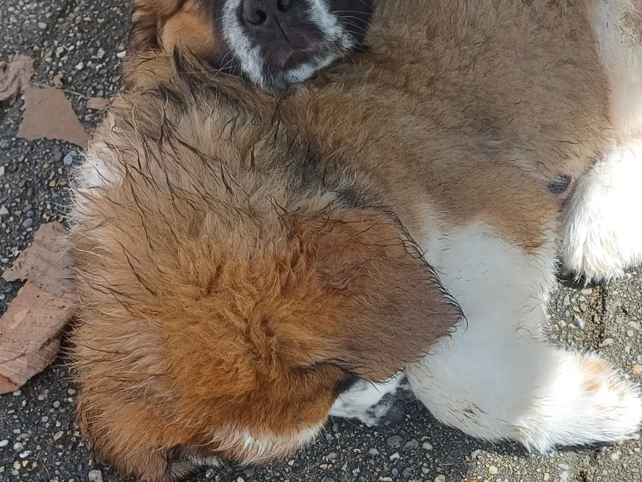Billede 3 - Hundehvalp 12 uger