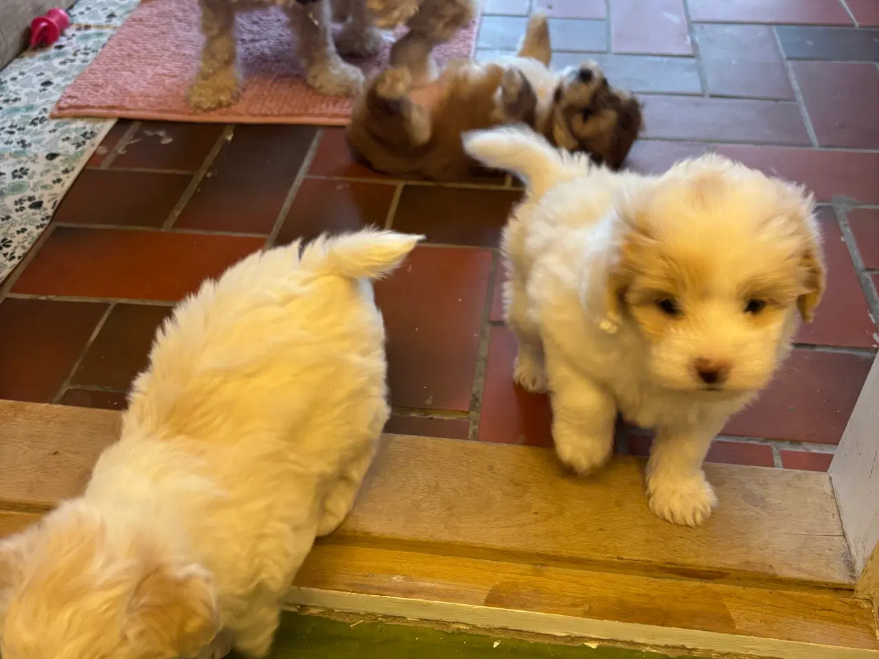Billede 4 - Cottonpoo eller potton hvalpe