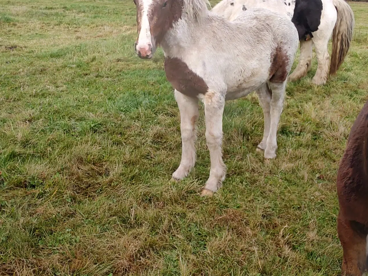 Billede 3 - Hoppeføl