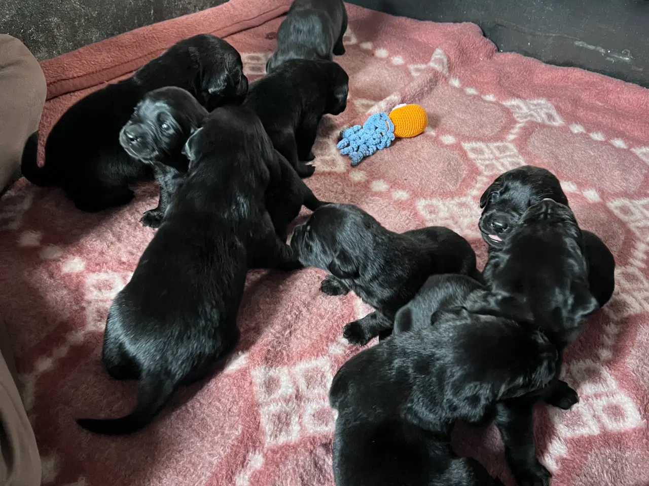 Billede 6 - Lækkere labradorer hvalpe