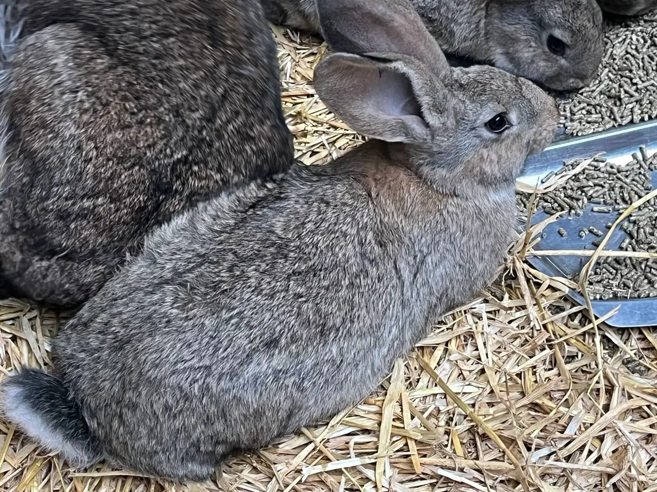 Billede 3 - Belgisk kæmpe unger